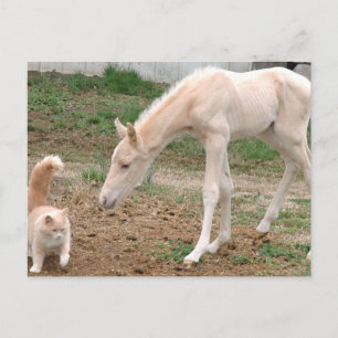 Cremello Companions Briefkaart