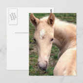 Cremello Walking Horse Briefkaart (Voorkant / Achterkant)
