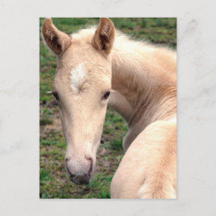 Cremello Walking Horse Briefkaart