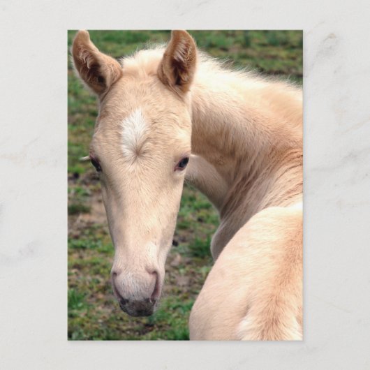 Cremello Walking Horse Briefkaart (Voorkant)