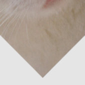 crèmepapier voor kat tissuepapier (Detail)
