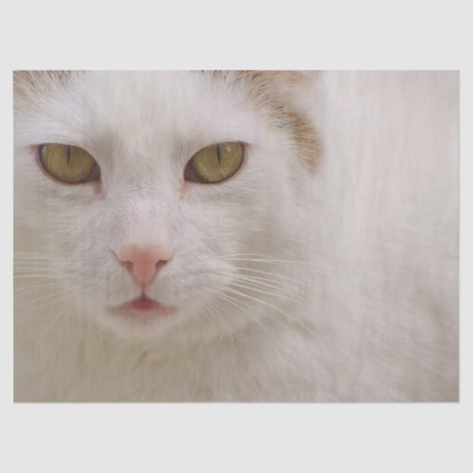 crèmepapier voor kat tissuepapier (Voorkant)