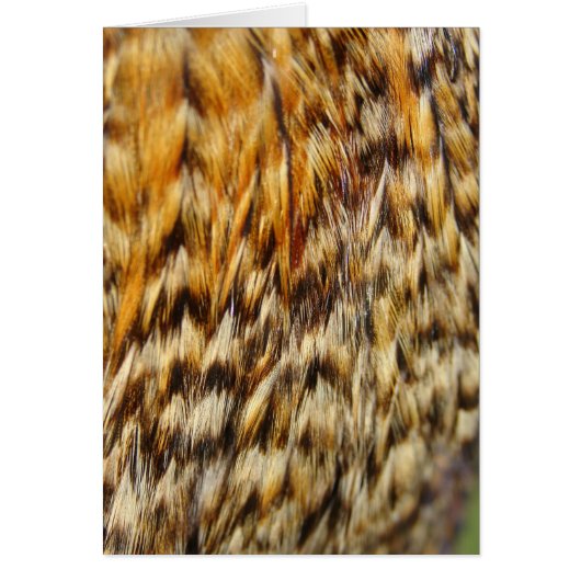 Creole Chicken Feathers (Voorkant)