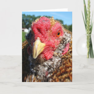 Creole Easter Egger Rooster Feestdagen Kaart