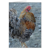 Creole Rooster (Voorkant)