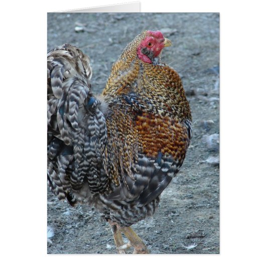 Creole Rooster (Voorkant)