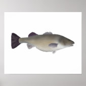 Creoolse Baars Poster (Voorkant)