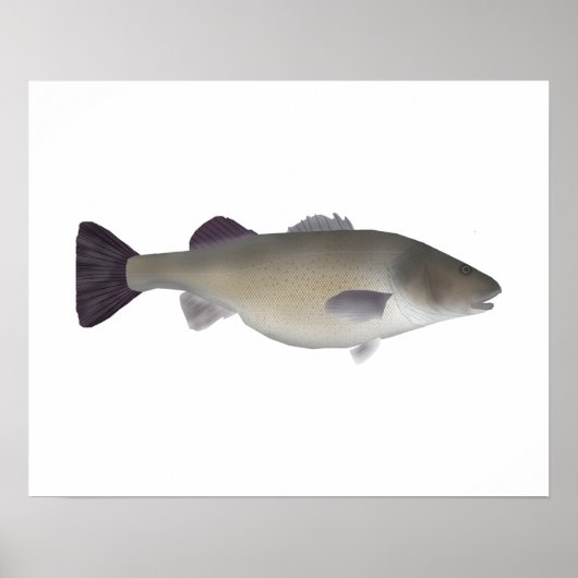Creoolse Baars Poster (Voorkant)