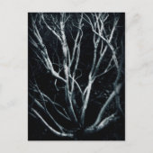 Creosoot-Struik 2614 Briefkaart (Voorkant)