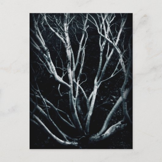 Creosoot-Struik 2614 Briefkaart (Voorkant)