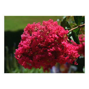Crêpe Myrtle bloem Foto Afdruk