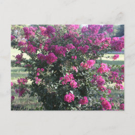 Crepe Myrtle Briefkaart