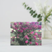Crepe Myrtle Briefkaart (Staand voorkant)