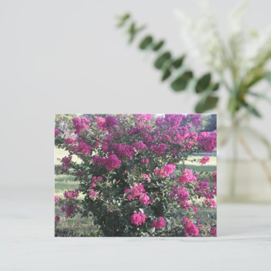 Crepe Myrtle Briefkaart (Staand voorkant)