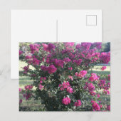 Crepe Myrtle Briefkaart (Voorkant / Achterkant)