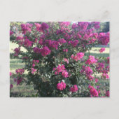 Crepe Myrtle Briefkaart (Voorkant)