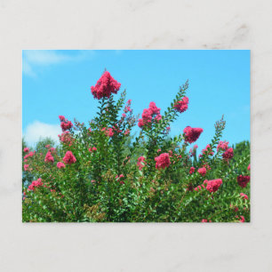 Crepe Myrtle Flowers Briefkaart