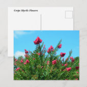 Crepe Myrtle Flowers Briefkaart (Voorkant / Achterkant)