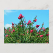 Crepe Myrtle Flowers Briefkaart (Voorkant)