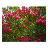 Crepe Myrtle Foto Afdruk (Voorkant)