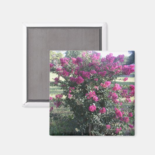 Crepe Myrtle Magneet (Voorkant / Achterkant)