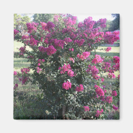 Crepe Myrtle Magneet