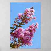 Crepe myrtle poster (Voorkant)