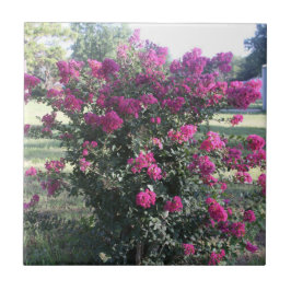 Crepe Myrtle Tegeltje