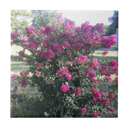 Crepe Myrtle Tegeltje (Voorkant)