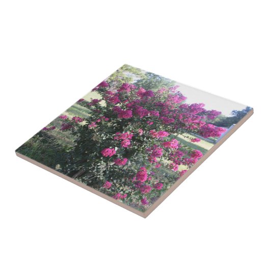 Crepe Myrtle Tegeltje (Zijkant)