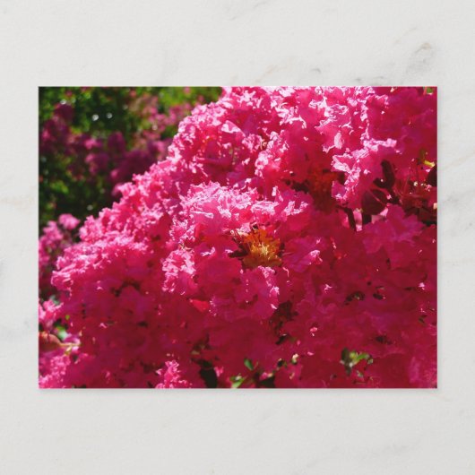 Crepe Myrtle Tree Magenta Floral Briefkaart (Voorkant)