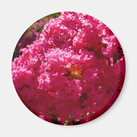 Crepe Myrtle Tree Magenta Floral Magneet (Voorkant)