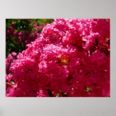 Crepe Myrtle Tree Magenta Floral Poster (Voorkant)