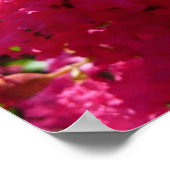 Crepe Myrtle Tree Magenta Floral Poster (Hoek)