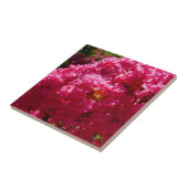 Crepe Myrtle Tree Magenta Floral Tegeltje (Zijkant)