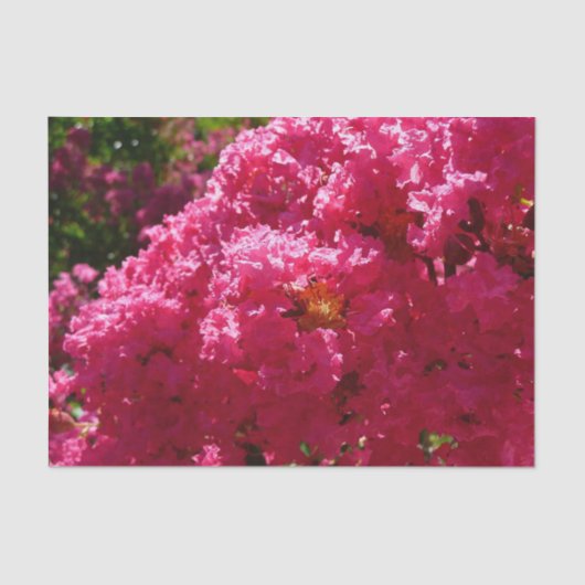 Crepe Myrtle Tree Magenta Floral Tissuepapier (Voorkant)