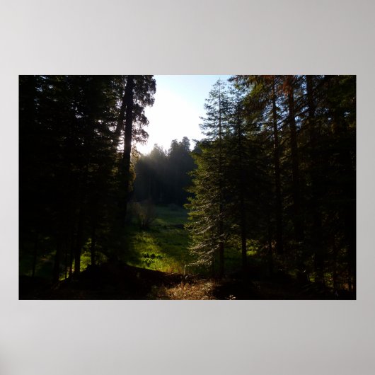 Crescent Meadow-ochtend bij Sequoia National Park Poster (Voorkant)