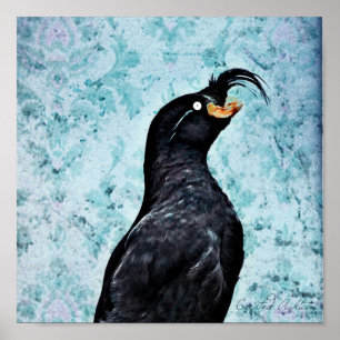 Crested Auklet Poster