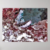 Crested Blenny Poster (Voorkant)