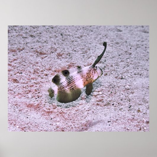 Crested Blenny Poster (Voorkant)