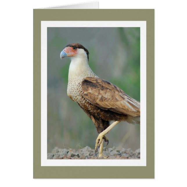 Crested Caracara (Voorkant)