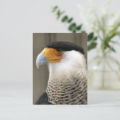Crested Caracara Bird Foto Briefkaart (Staand voorkant)