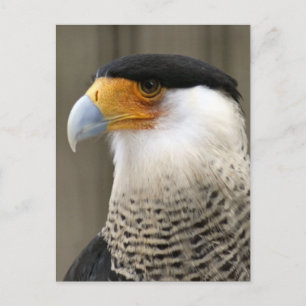 Crested Caracara Bird Foto Briefkaart