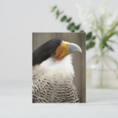 Crested Caracara Bird Foto Briefkaart (Staand voorkant)