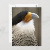Crested Caracara Bird Foto Briefkaart (Voorkant / Achterkant)
