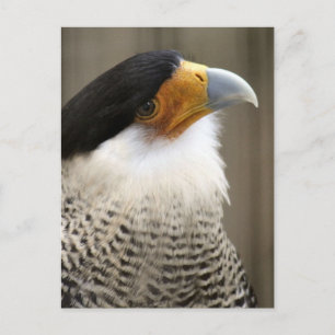 Crested Caracara Bird Foto Briefkaart