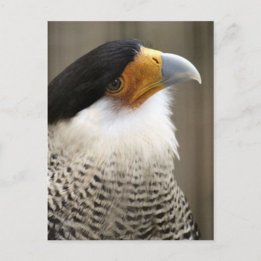 Crested Caracara Bird Foto Briefkaart (Voorkant)