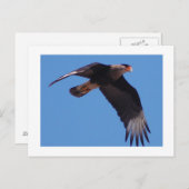 Crested Caracara Briefkaart (Voorkant / Achterkant)