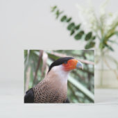 Crested Caracara-Briefkaart Briefkaart (Staand voorkant)