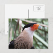 Crested Caracara-Briefkaart Briefkaart (Voorkant / Achterkant)